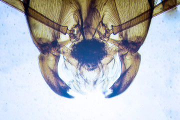 Microscopic image of ant (whole mount)