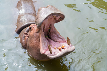 Hippo with open muzzle, African Hippopotamus animal in the nature water habitat