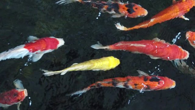 Colorful fancy carp fish, koi fish, Fish Japanese swimming (Cyprinus carpio) beautiful color variations natural organic