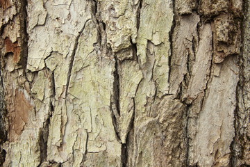 Old gray cracked wood bark texture. Tree trunk. Macro wood backdrop natural pattern. 