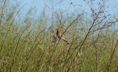 Bird on a limb in the brush
