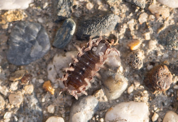 Underside of a rolly polly