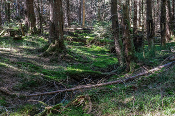 Forest in the Ore mountains