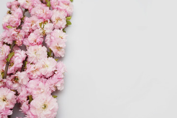 Bunch of wild pink roses on white background with a copy space