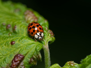 An adult Asian ladybeetle sitting on a green leaf