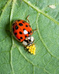 An adult Asian ladybeetle sitting on a leaf with eggs