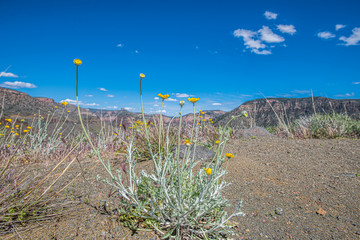 Arizona wildflowers