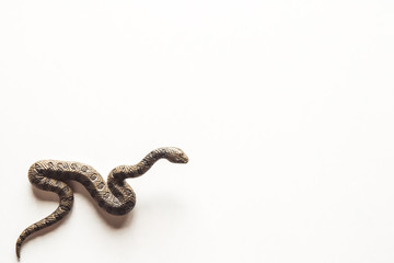 Close up photo of huge and dangerous anaconda snake