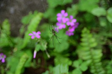 Close-Up Of Spider Against Blurred Background. 