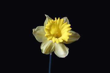 Yellow daffodil flower on a black background. © CUTWORLD
