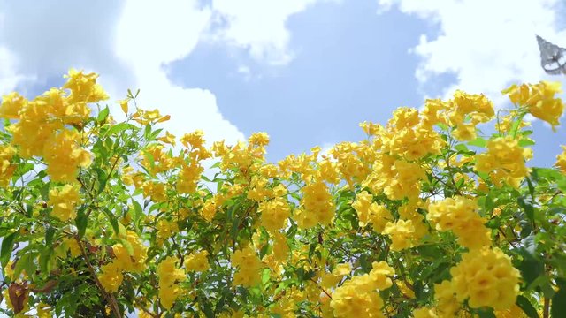 Yellow Elder Flower,Yellow elder, Trumpetbush, Trumpetflower, Yellow trumpet-flower, Yellow trumpetbush, tecoma stans Tropical areas of southern Thailand.