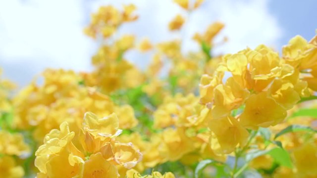 Yellow Elder Flower,Yellow elder, Trumpetbush, Trumpetflower, Yellow trumpet-flower, Yellow trumpetbush, tecoma stans Tropical areas of southern Thailand.