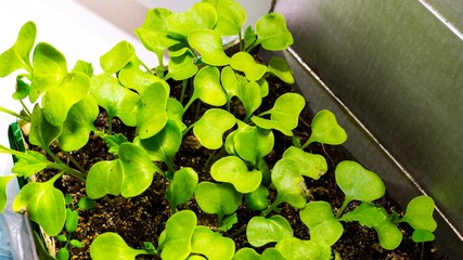 Growing cabbage seedlings from seeds of the house on the window, for further planting in the garden. Gardening. Agriculture, agribusiness, ecology, organic food, growing vegetables. Selective focus.