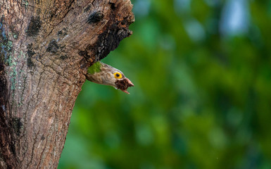 Lineated barbet