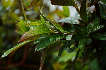 Unblown honeysuckle buds on the branches of a shrub in the garden in early spring. Shallow depth of...