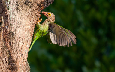 Lineated barbet