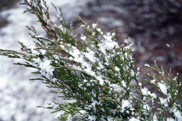 Freshly fallen snow stuck on a coniferous green branch in spring in focus
