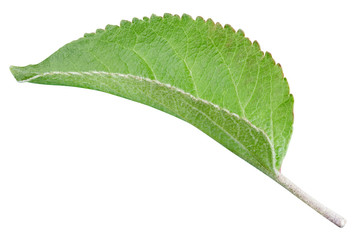Apple leaves isolated on white background