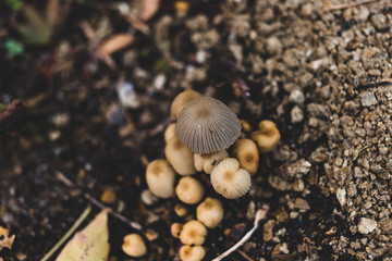 close-up of toadstool mushrooms outdoor in sunny backyard