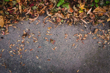 edge of fallen autumn leaves of multiple shapes and color on concrete background with copy space and focus on the leaves