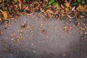 edge of fallen autumn leaves of multiple shapes and color on concrete background with copy space and focus on the pavement