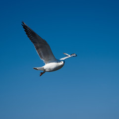 Obraz premium Image of seabirds. Image of seagulls.