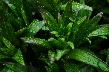 Closeup of transparent shiny dew drops atop wet green grass after rain. Fresh blades of grass with sphere shape raindrops. Natural background of day-lily leaves.