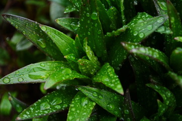 Closeup of transparent shiny dew drops atop wet green grass after rain. Fresh blades of grass with sphere shape raindrops. Natural background of day-lily leaves.
