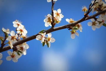 Photo of beautiful plumy blossom, abstract natural background, fine art, spring time season, floral wallpaper, soft focus, little white flowers on tree branch