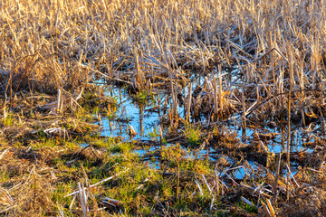 View of grassy wetland at spring
