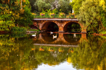 Fototapeta na wymiar Swans in Colmar, Alsace, France