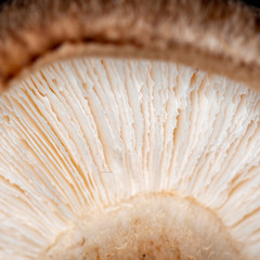 Lamella of shiitake mushroom (Lentinula edodes) produced in Japan