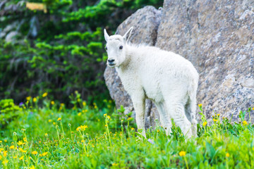 kid mountain goat  in green grass field, Glacier National Park, Montana
