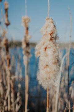 Rohrkolben (Typha)