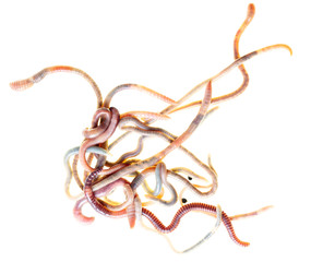 Earthworms isolated on a white