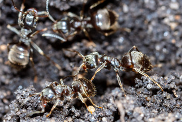 Ants crawl on the ground.
