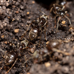 Ants crawl on the ground.