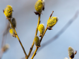 Flowers on willow branches in nature.