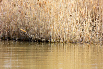 The reeds on the lake.