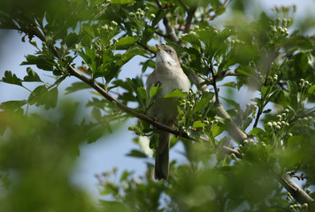 A beautiful singing male Whitethroat, Sylvia communis, perched in a Hawthorn Tree in bud in spring.
