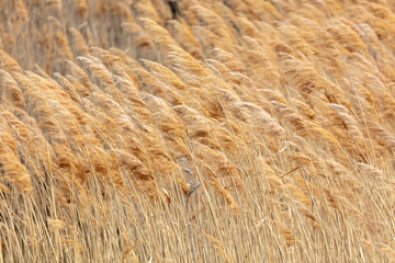 The reeds on the lake.