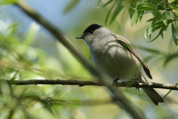 A stunning male Blackcap, Sylvia atricapilla, perching on a branch of a Willow tree in spring.