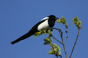 A Magpie, Pica pica, perching on the top of an Ash tree on a windy day in spring. 