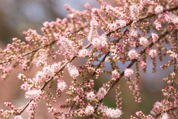 Bloomed pink flowers on a tree branches. Spring sunny day. 