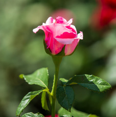 Beautiful pink rose in the park.
