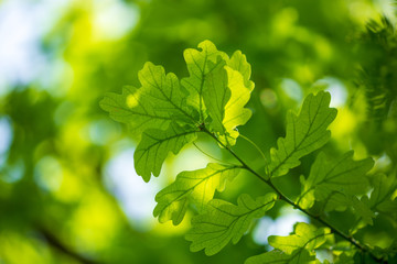 Fototapeta na wymiar Green oak leaves in the park