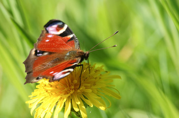 A beautiful Peacock Butterfly, Aglais io, nectaring on a Dandelion flower.
