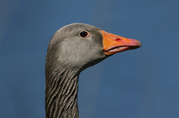 A head shot of a beautiful Greylag Goose, Anser anser. 
