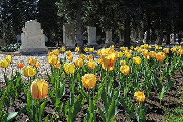 Tulips in the public cemetery