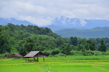 cabin on rice field in north thailand